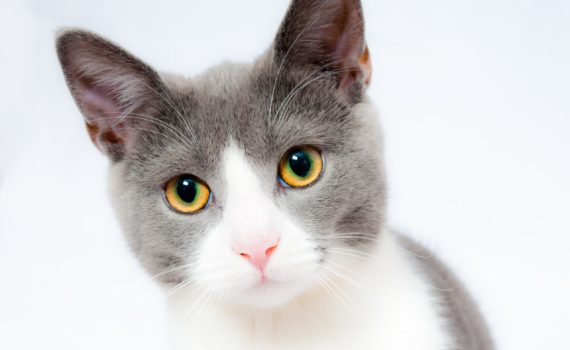 animal-cute-pet-fur-portrait-fluffy-660303-pxhere.com
