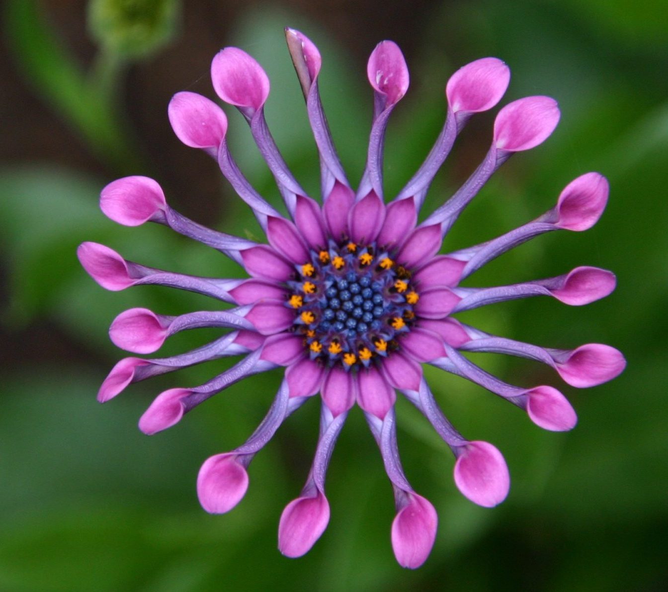 nature-blossom-plant-flower-purple-petal-751135-pxhere.com