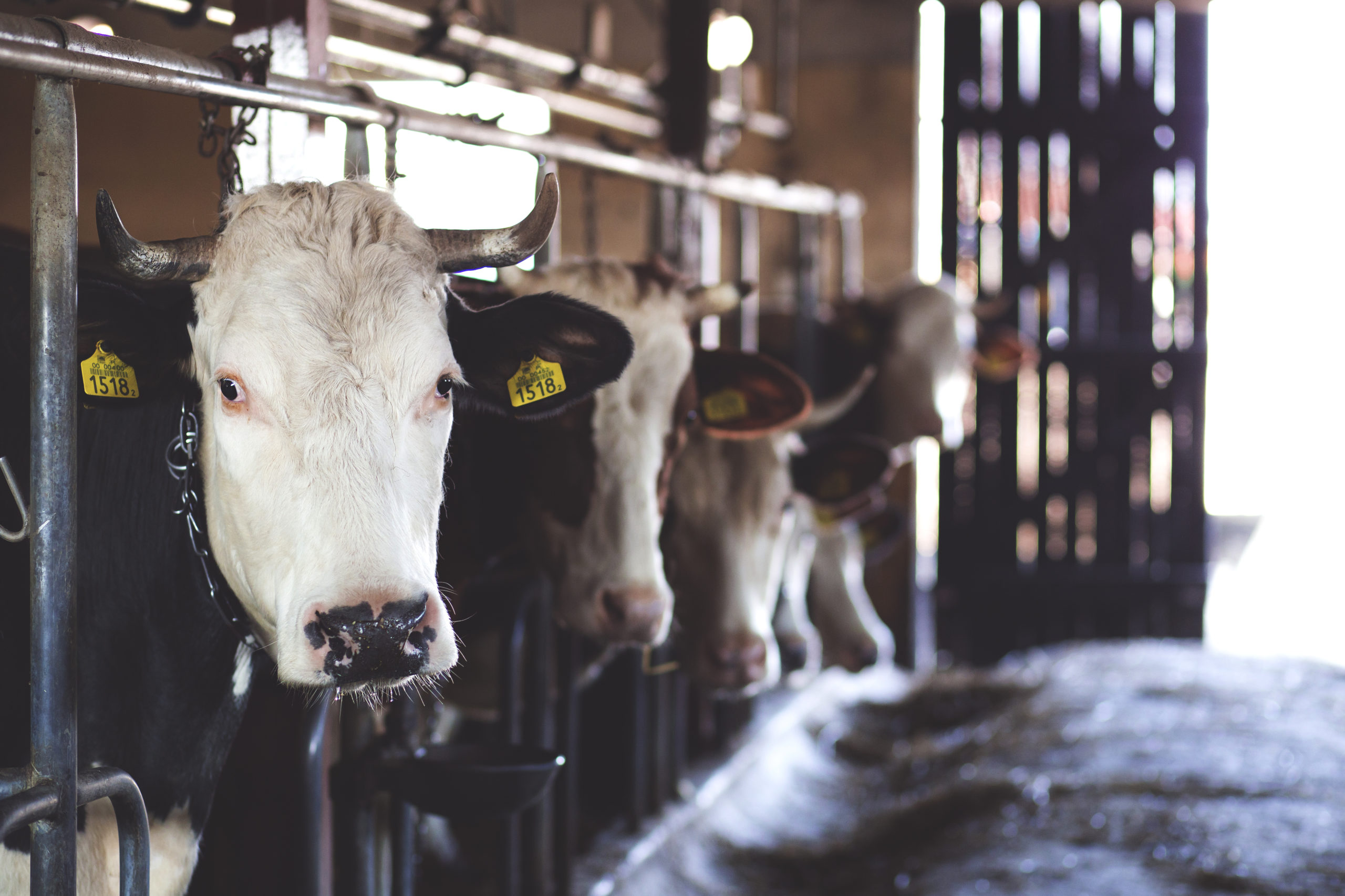 farm-food-cow-cattle-dairy-cowshed-1065352-pxhere.com(1)