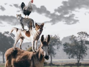 city-dog-deer-cat-mammal-predator-497127-pxhere.com_-scaled.jpg