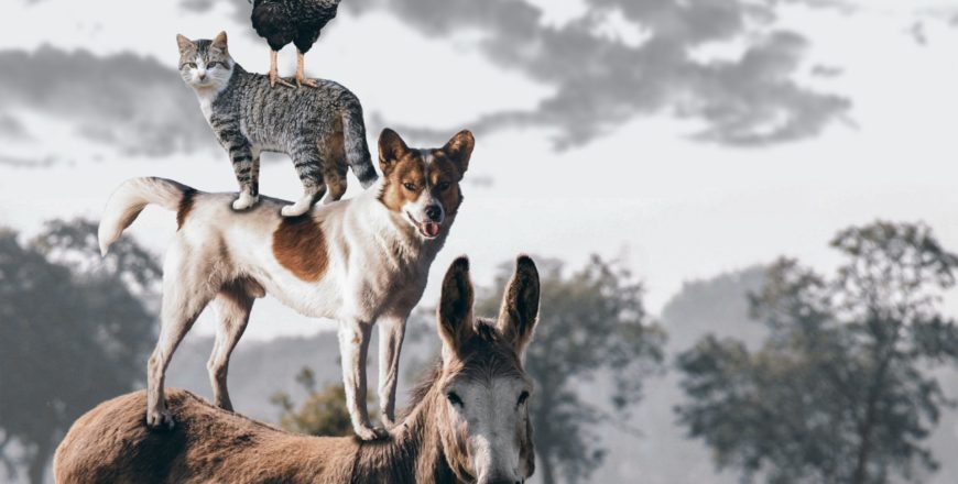 city-dog-deer-cat-mammal-predator-497127-pxhere.com_-scaled.jpg